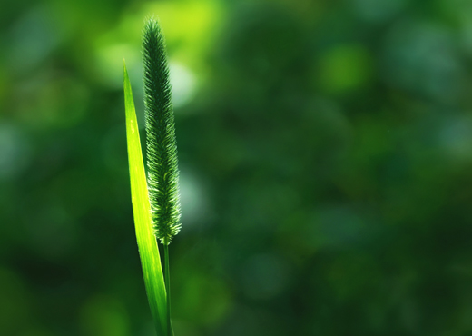 Feature Image for Chinchilla Hay, Feed, and Supplements